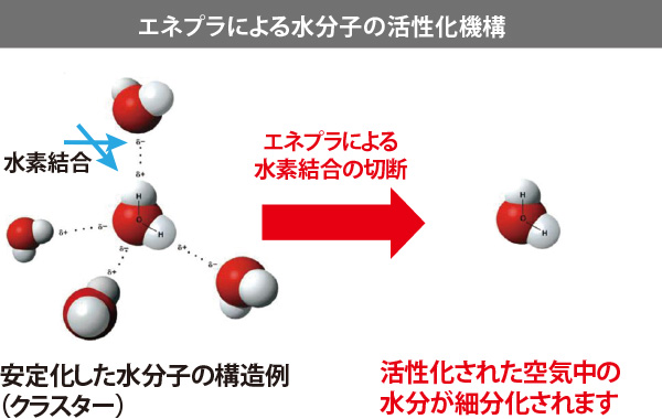 エネプラによる水分子の活性化機構